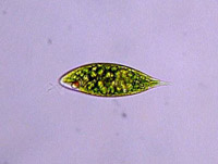 �~�h�����V�̃��e����̊w�������[�O���i